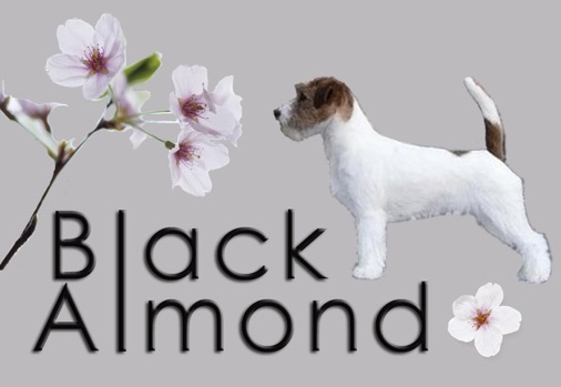Black Almond logo