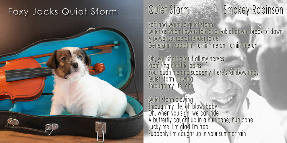 Q litter Q2T Quiet Storm