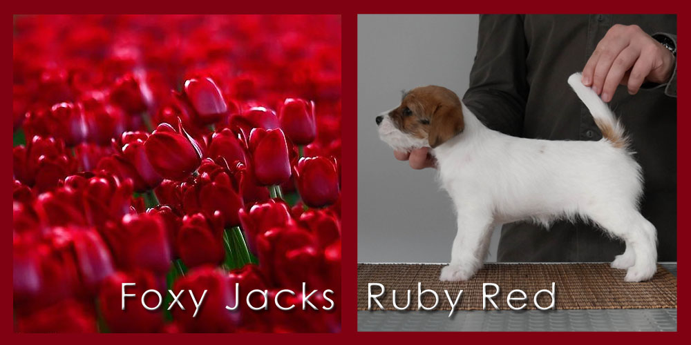 20180501 Foxy Jacks Ruby Red