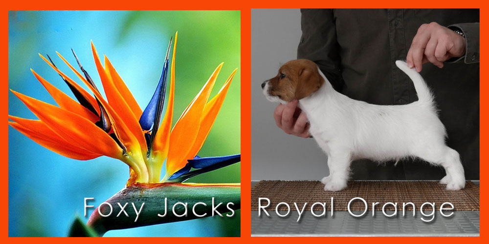 20180501 Foxy Jacks Royal Orange